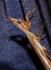 Tarachodes sanctus