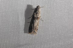 Ancylosis undulatella