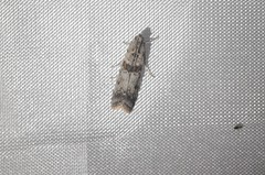 Ancylosis undulatella