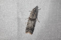 Ancylosis undulatella