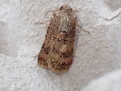 Agrotis lata