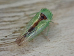 Viridicerus ustulatus