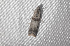 Ancylosis undulatella