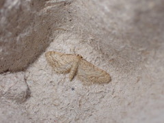 Idaea fractilineata