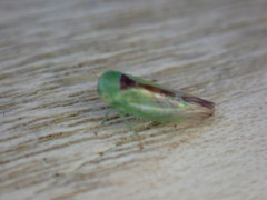 Viridicerus ustulatus