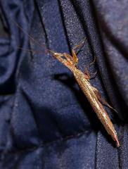 Tarachodes sanctus