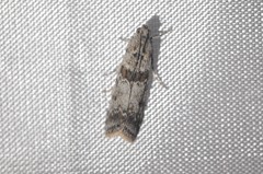 Ancylosis undulatella