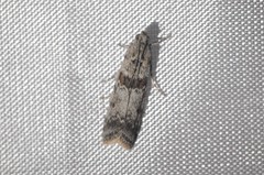 Ancylosis undulatella