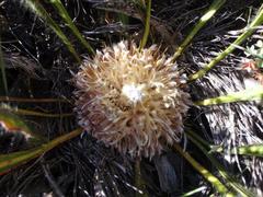 Protea scabriuscula