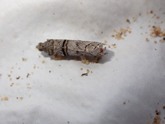 Acrobasis romanella