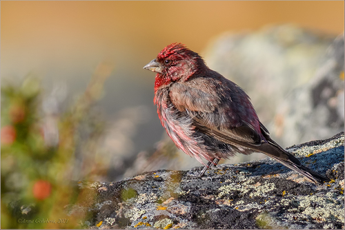 Great Rosefinch, photo 2 of 10