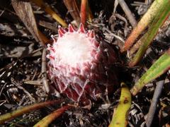 Protea scabriuscula