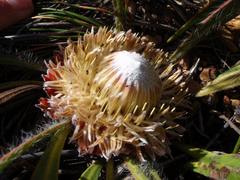 Protea scabriuscula