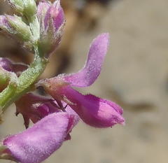 Indigofera declinata