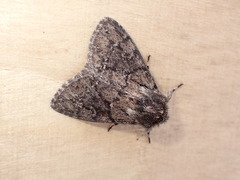 Ocneria atlantica