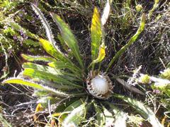 Protea scabriuscula