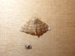 Idaea circuitaria