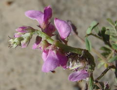Indigofera declinata
