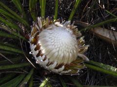 Protea scabriuscula