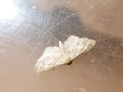 Idaea fractilineata