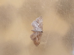 Idaea fractilineata