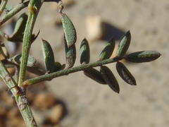 Indigofera declinata