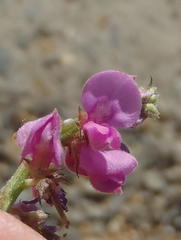 Indigofera declinata