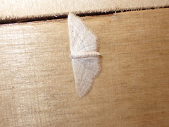 Idaea elongaria