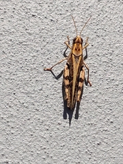 Calliptamus madeirae