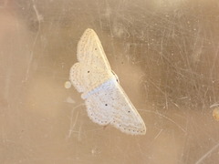 Idaea elongaria