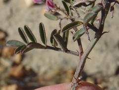 Indigofera declinata