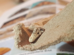 Coccidiphaga scitula