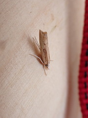 Agriphila trabeatellus