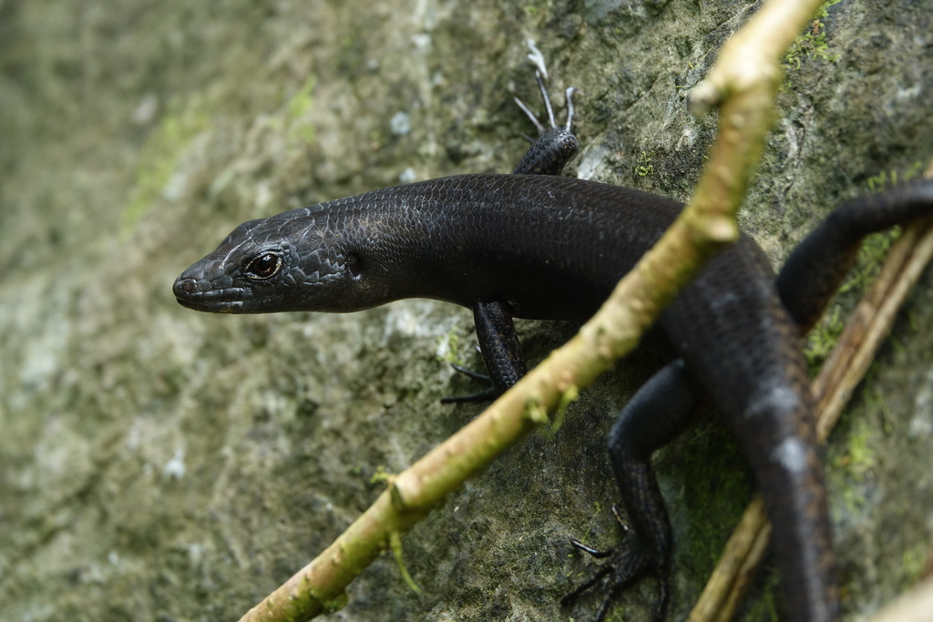 Black Emo Skink