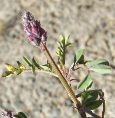 Indigofera declinata