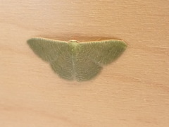 Phaiogramma faustinata