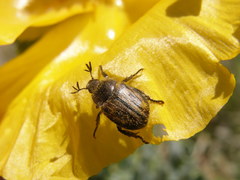 Blitopertha lineolata