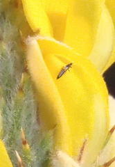 Thripidae
