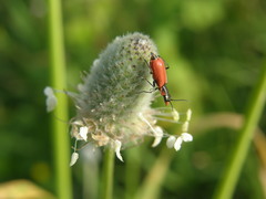Malachius coccineus