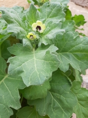Hyoscyamus