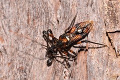 Austrovelinus varius