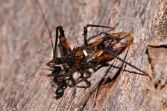 Austrovelinus varius