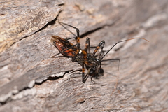 Austrovelinus varius