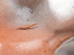 Agriphila trabeatellus