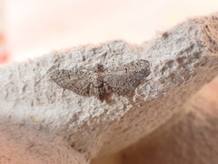 Eupithecia ultimaria