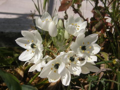 Ornithogalum arabicum