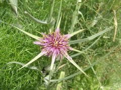 Tragopogon coelesyriacus