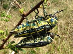 Amblysterna natalensis