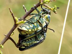 Amblysterna natalensis