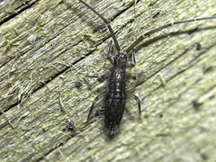 Paronellidae